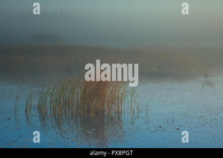 Autunno spessa nebbia avvolge un mid-lago di foresta con ciuffi di canne all'alba.Ottobre, Polonia in autunno.Vista orizzontale Foto Stock
