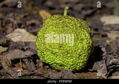 Maclura pomifera noto come Osage orange frutto giacente a terra. È un piccolo albero a foglie decidue o grande arbusto. Foto Stock