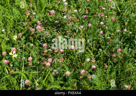 Prato di trifoglio rosso (Trifolium pratense) su una foresta verde radura. La Russia. Foto Stock