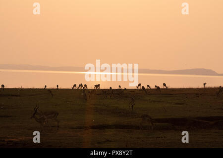 Tramonto sul lago Kariba, Zimbabwe Foto Stock