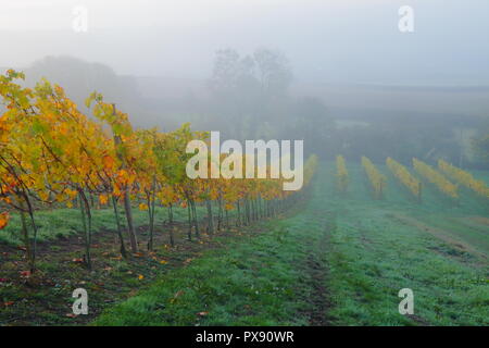 Ax Valley, Devon, Regno Unito, 20 ottobre, 2018: Regno Unito: Meteo nebbiosa mattina autunnale in vigna Castlewood nella valle di Ax, Devon Credito: Savo Ilic/Alamy Live News Foto Stock