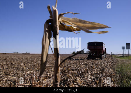 Fonda, IOWA, USA. Xvii oct, 2018. I carri vuoti sedersi sul bordo di un campo come un agricoltore combina il suo campo di mais il mais al di fuori di fonda, Iowa, Mercoledì, Ottobre 17 2018. Gli agricoltori sono sollevati ad entrare nei loro campi per il raccolto dei loro raccolti dopo un periodo da sette a otto giorni di pioggia di recente. Ma questo rilievo non alleviare la loro trepidazione che la tariffa battibecco che l'attuale amministrazione repubblicana a Washington sta avendo con le altre nazioni. Credito: Jerry Mennenga/ZUMA filo/Alamy Live News Foto Stock