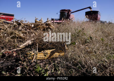 Fonda, IOWA, USA. Xvii oct, 2018. Un agricoltore scarica la sua mietitrebbia come egli ha raccolto il suo campo di mais il mais al di fuori di fonda, Iowa, Mercoledì, Ottobre 17 2018. Gli agricoltori sono sollevati ad entrare nei loro campi per il raccolto dei loro raccolti dopo un periodo da sette a otto giorni di pioggia di recente. Ma questo rilievo non alleviare la loro trepidazione che la tariffa battibecco che l'attuale amministrazione repubblicana a Washington sta avendo con le altre nazioni. Credito: Jerry Mennenga/ZUMA filo/Alamy Live News Foto Stock