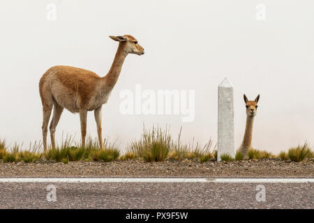 Due vicunas sul lato della strada, si guarda alla telecamera guarda al primo Foto Stock