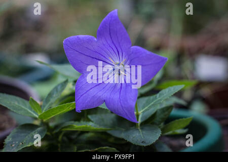 Unico close up fiore violaceo di ballonn campanula, nome latino Platycodon grandiflorus in giardino a Belgrado in Serbia Foto Stock