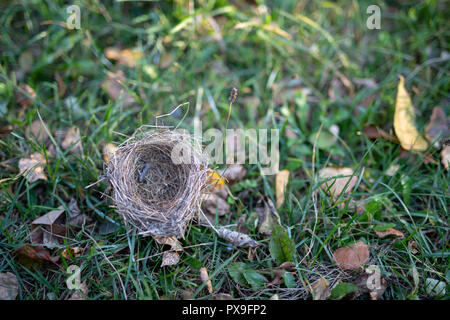 Un Wild Bird's Nest stabiliti sull'erba. Luogo di nidificazione per gli uccelli selvatici in foresta. Stagione di autunno. Foto Stock