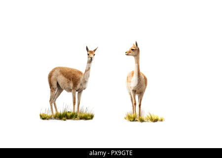 Due vicuñas su sfondo bianco, si guarda alla telecamera guarda al primo Foto Stock