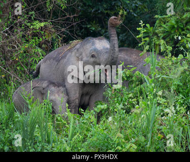 Allevamento di Borneo elefanti pigmei alimentazione Kingabatangan sulla riva del fiume. Femmina buttando sporco sulla sua schiena per raffreddarsi. Foto Stock