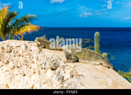 Due iguane crogiolarsi al sole in Playa Lagun, Curacao, Paesi Bassi. Copia spazio per il testo Foto Stock