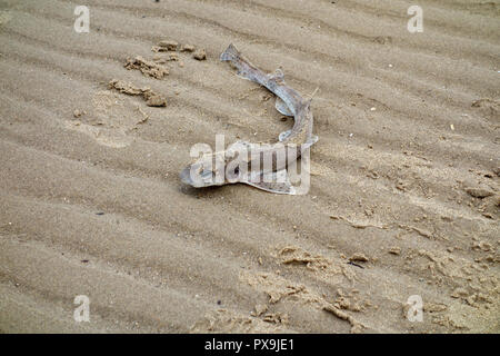 Un morto gattuccio lavato fino sulla spiaggia in estuario a Traeth Dulas sull'Isola di Anglesey sentiero costiero, Wales, Regno Unito. Foto Stock