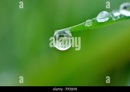 Close up di un dewdrop appeso alla estremità di una lama di erba con bassa profondità di campo. Foto Stock