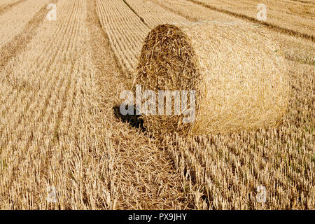 Una balla di paglia che si trova in un campo di grano di recente raccolta, Angus, Scozia, Regno Unito. Foto Stock