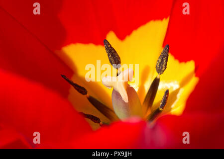 Tulip (tulipa), in prossimità del centro di un rosso e giallo fiore. Foto Stock