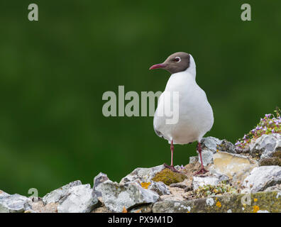Gabbiano Black-Headed (Chroicocephalus ridibundus) arroccato sulle rocce guardando al lato in primavera nel Regno Unito, con copia spazio. Foto Stock
