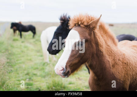 Close-up di cavalli islandesi sul campo aperto. Foto Stock