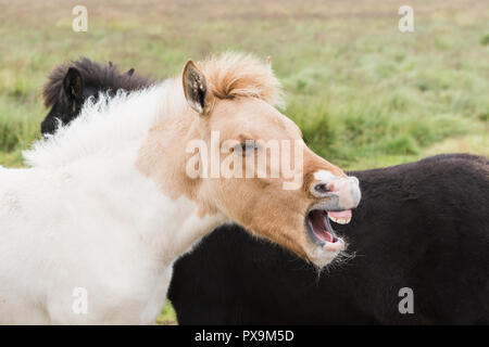 Close-up del cavallo islandese con la bocca aperta come se ridere o urlando. Foto Stock