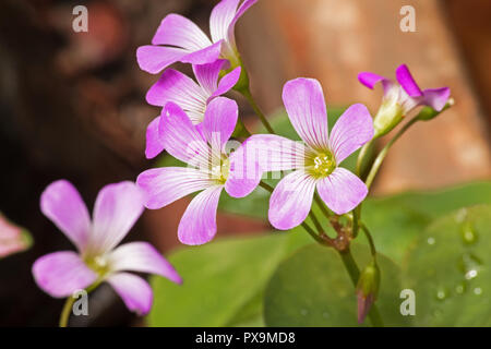 Trifoglio di sbocciare dei fiori Foto Stock