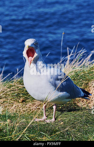 Seagull screaming, aprire il becco, sull'erba con lo sfondo del mare Foto Stock