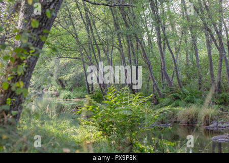 Tema del fiume fiume, in montagna, i margini con rocce, alberi e vegetazione e Immagine speculare in acqua Foto Stock