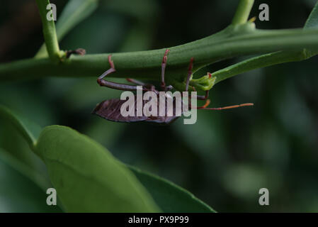 Bella foto macro della parte inferiore di un insetto scientificamente chiamato Musgraveia sulciventris noto anche come un fetore bug o bronzo bug arancione Foto Stock