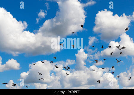 In volo sullo sfondo di un cielo blu con il bianco cumulus nubi gregge nero di un corvo, primo piano Foto Stock