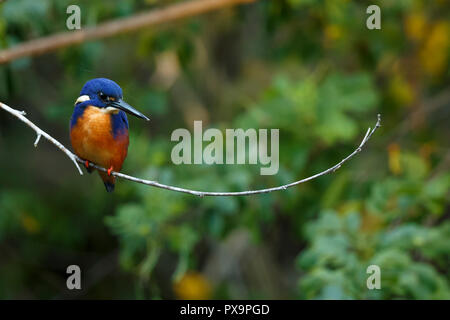 Un Azzurro kingfisher arroccato sopra un torrente nella periferia di Brisbane, Australia. Foto Stock