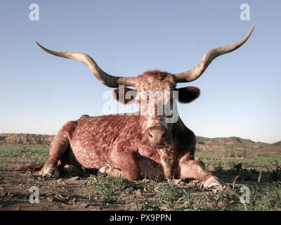 Giovani Texas Longhorn cow in appoggio su un ranch nel sud-ovest del Texas. Foto Stock