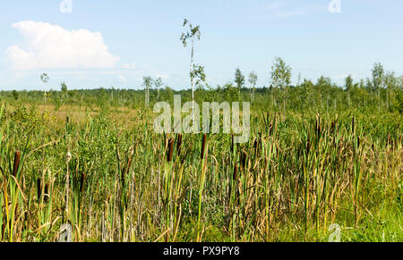 Terreno paludoso in estate il territorio crescono alberi rari e un sacco di erba alta e canneti, il paesaggio estivo Foto Stock
