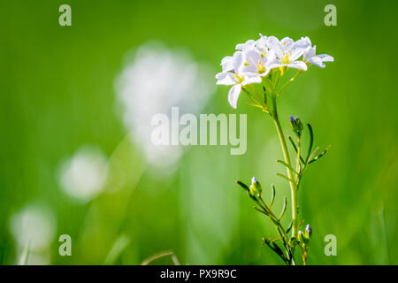 Flower cuckooflower sul prato in giornata di sole Foto Stock