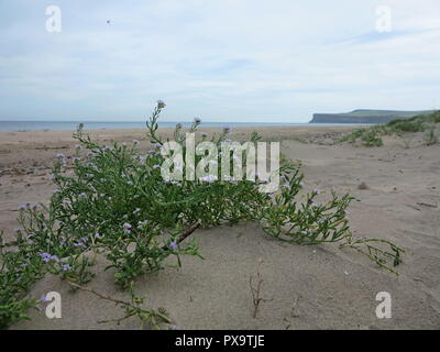 Fiori sulla spiaggia Foto Stock