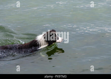 Il pastore australiano cane gioca e galleggia nel lago. Foto Stock