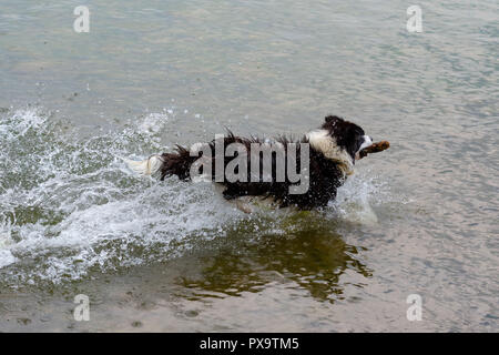 Il pastore australiano cane gioca e galleggia nel lago. Foto Stock