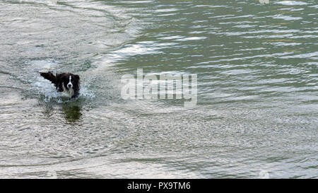 Il pastore australiano cane gioca e galleggia nel lago. Foto Stock