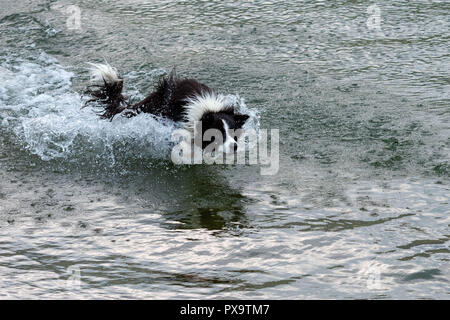 Il pastore australiano cane gioca e galleggia nel lago. Foto Stock