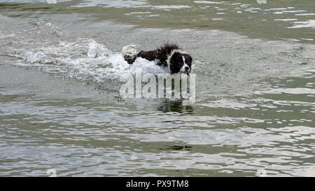Il pastore australiano cane gioca e galleggia nel lago. Foto Stock