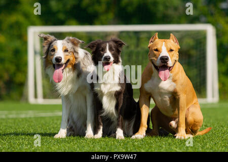 Border Collie e Staffordshire Terrier sono seduti sul prato verde contro lo sfondo di un obiettivo di calcio su una soleggiata giornata estiva Foto Stock