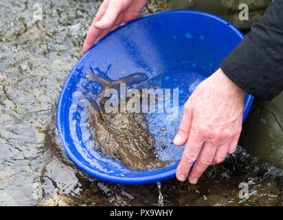 Oro corso di panning per visitatori e turisti sul Mennock acqua vicino Wanlockhead, Scozia. Foto Stock