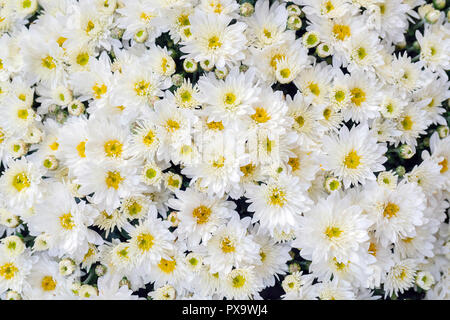 Crisantemi sono piante fiorite del genere crisantemo nella famiglia Asteraceae. Essi sono nativi di Asia e Nord-est Europa. La maggior parte delle specie Foto Stock