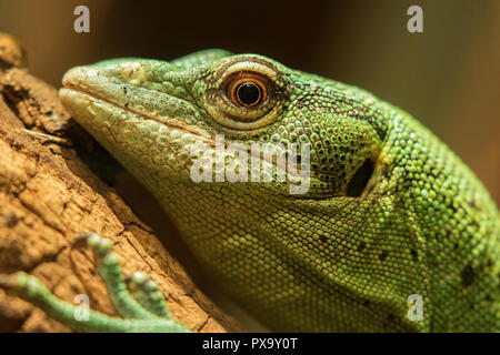 Emerald Tree Monitor (Varanus prasinus) Foto Stock