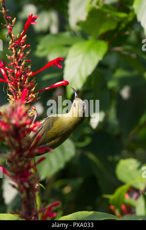 Pianura femmina-throated Sunbird in hong kong park. Anthreptes malacensis, alimentando il nettare su un fiore rosso. Foto Stock