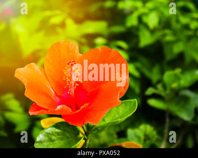 Chiudere rigogliose orange hibiscus syriacus fiore. Foto Stock