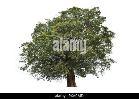 Pianta perenne isolare su sfondo bianco , albero tropicale con tronco marrone e verde bush Foto Stock