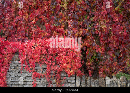 Parthenocissus quinquefolia.Virginia superriduttore / American ivy che ricoprono le pareti di un cottage. Kingham, Cotswolds, Oxfordshire, Inghilterra Foto Stock