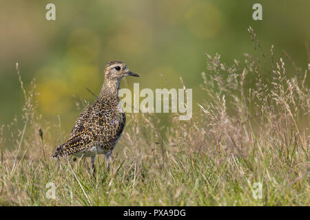 Goldregenpfeifer, Schlichtkleid, Ruhekleid, Gold-Regenpfeifer, Regenpfeifer Pluvialis apricaria, Eurasian golden plover, golden plover, Le Pluvier fare Foto Stock