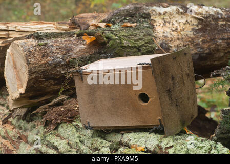 Vecchio nesting ribaltata sulla scatola albero di taglio Foto Stock