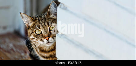 Gatto che spuntavano da dietro la parete, spazio per testo, spazio di copia Foto Stock