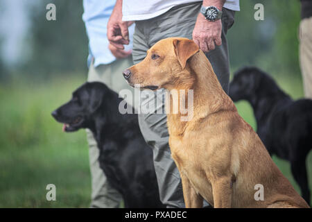 Red Fox Labrador Retriever e, dietro, due gatti neri tutti in attesa in linea Foto Stock