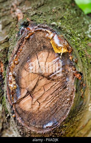 La linfa degli alberi colava da un albero ciliegio ramo cutoff. Foto Stock