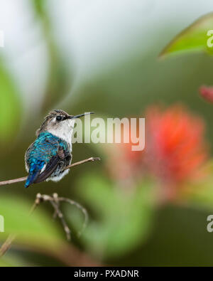 Bee Hummingbird (Mellisuga helenae), femmina, appollaiato. Cuba Foto Stock