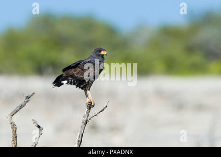 Un cubano Black Hawk (Buteogallus gundlachii), arroccato, caccia. Cuba Foto Stock